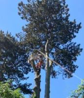 Ideal Tree Services image 5